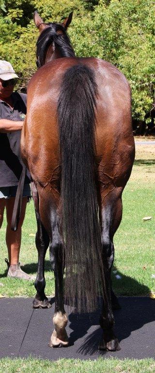 2024 FEBRUARY (Late) Online Sale Inglis Digital Online Auctions